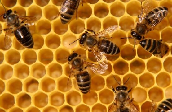 Los CFOs desempeñan un papel crucial en la creación de valor en las organizaciones a través de seis maneras fundamentales: